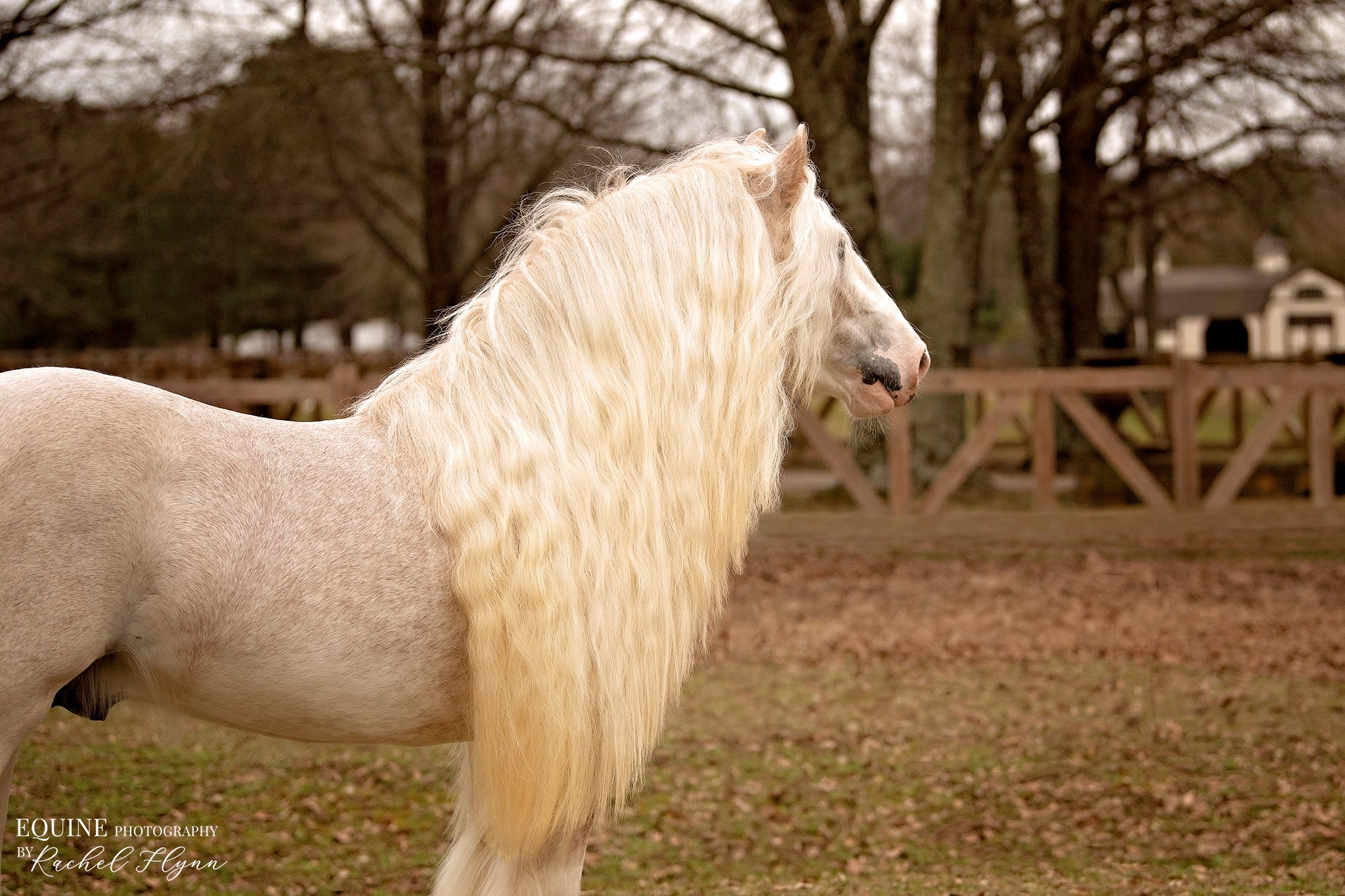 horse portrait photography